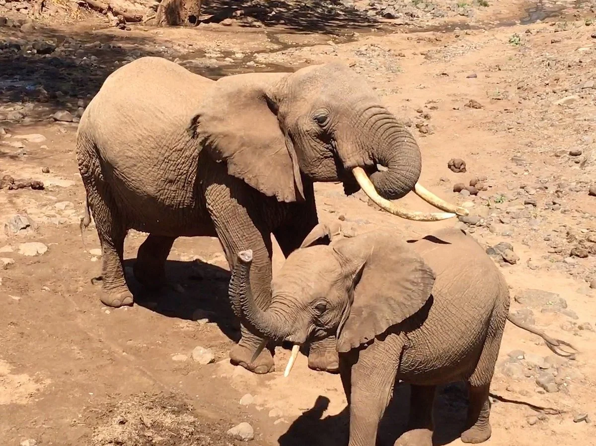 Shoveller Safari Experience