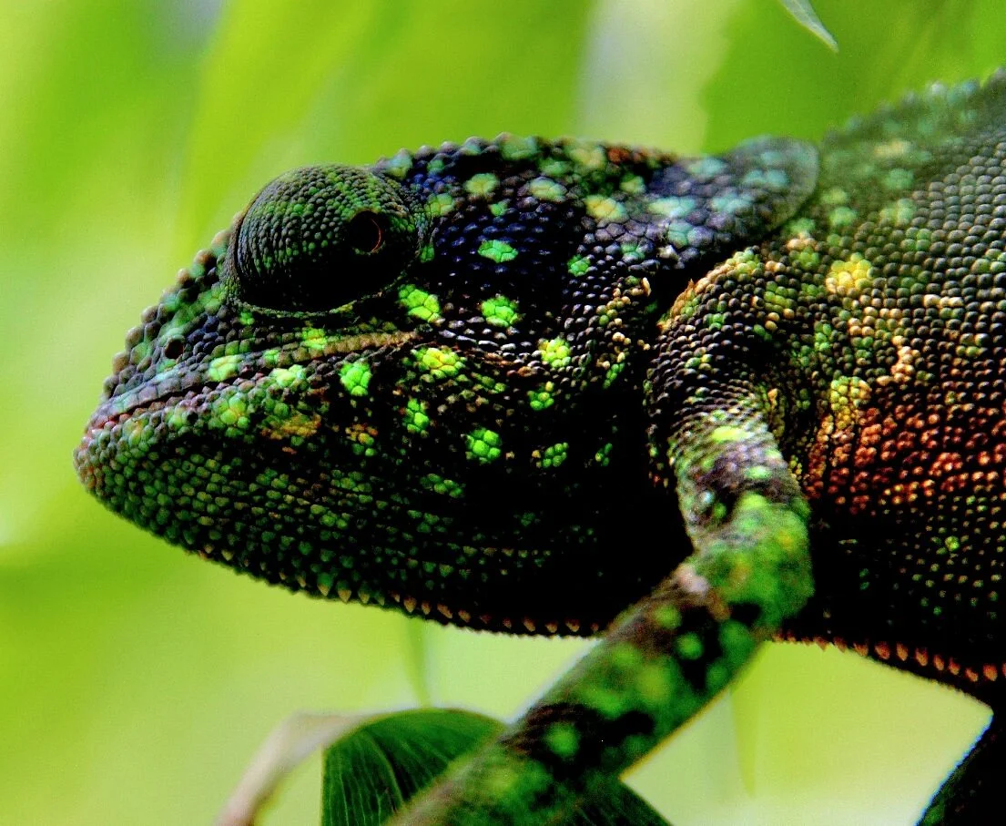 Tazari Chameleon Reserve
