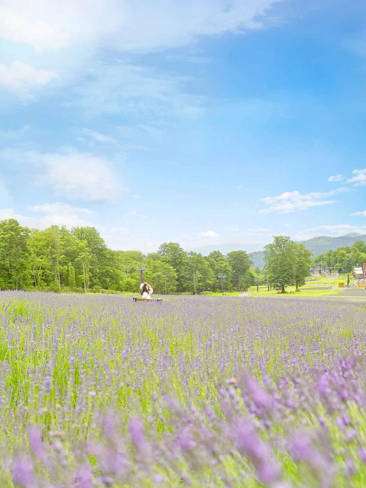 Tambara Lavender Park