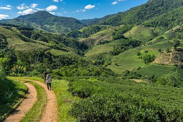 Doi Mae Salong