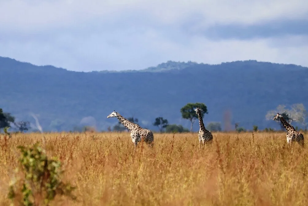 Ahma Tours And Safaris