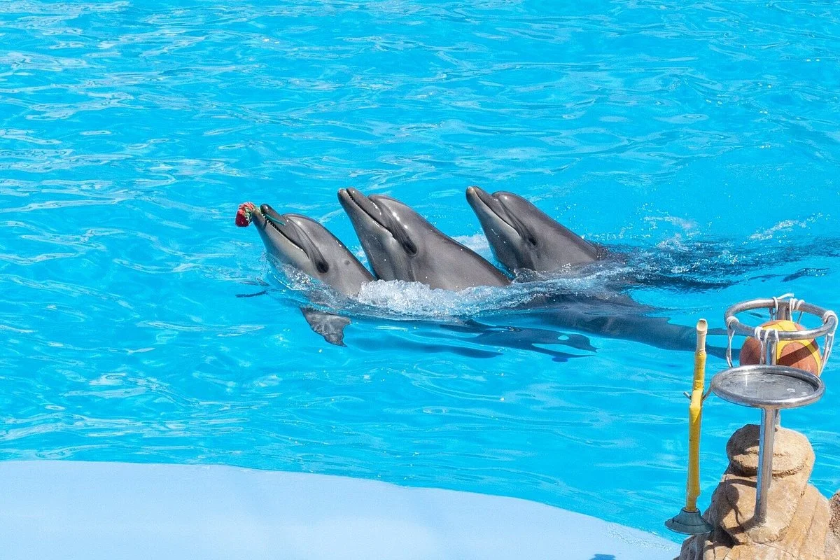 sharkiez excursions company
