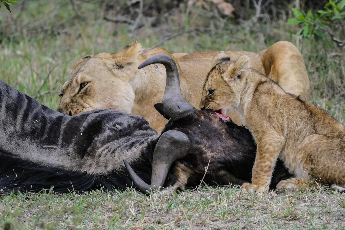 Swahili Eco Tours & Safaris