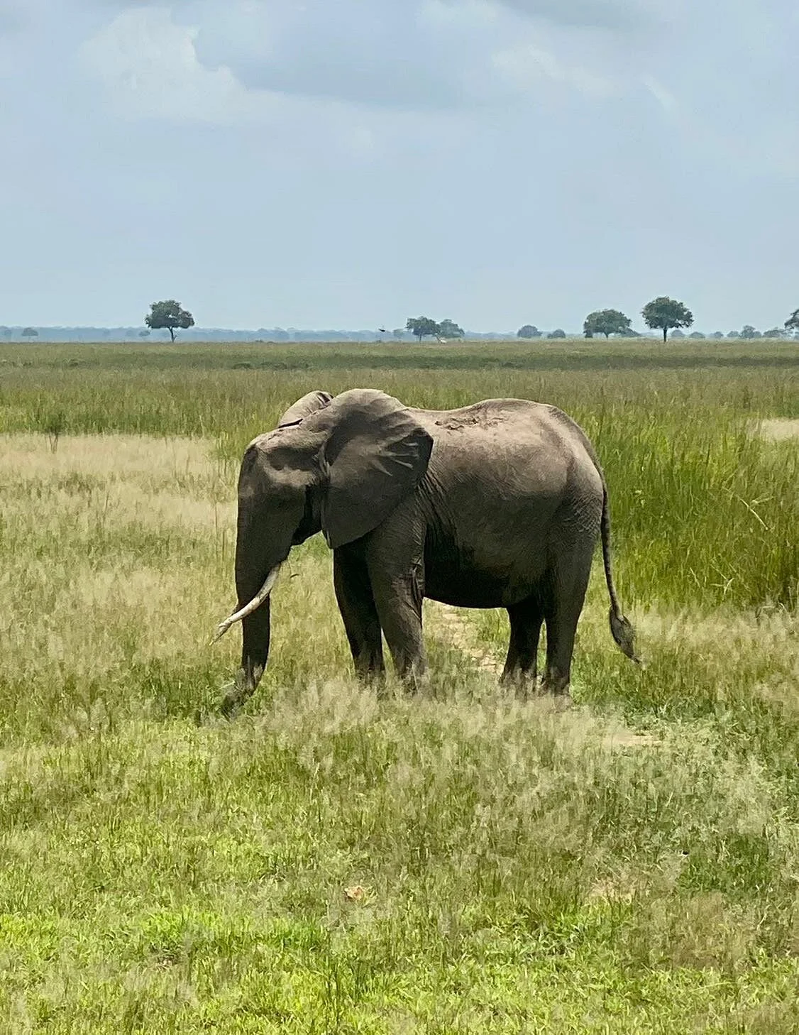 Silas Safaris Ltd