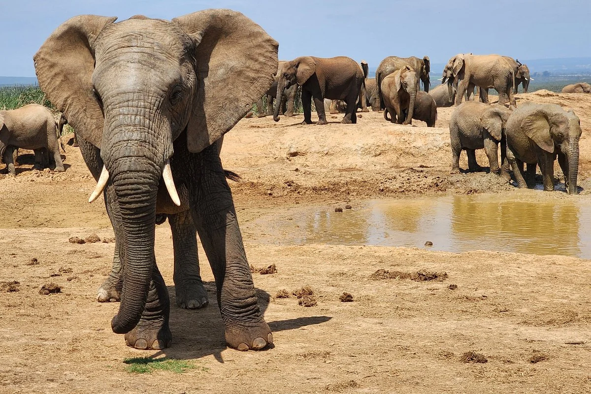 Addo Park Tours