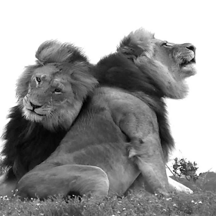 ADDO Indlovu Safaris