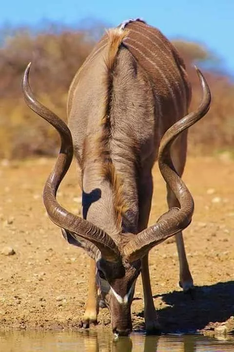 Borderless Tours and Safaris
