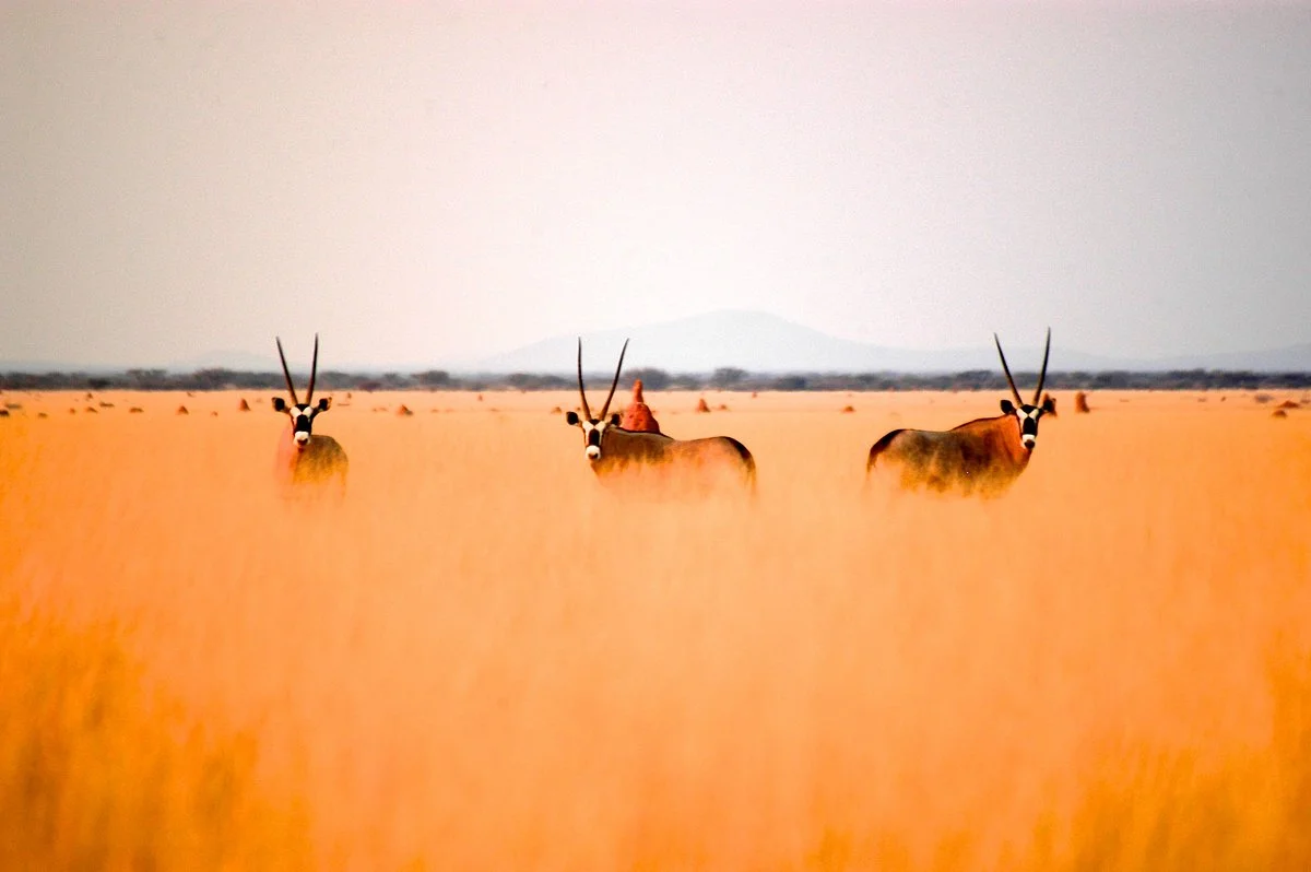 Pack Safari