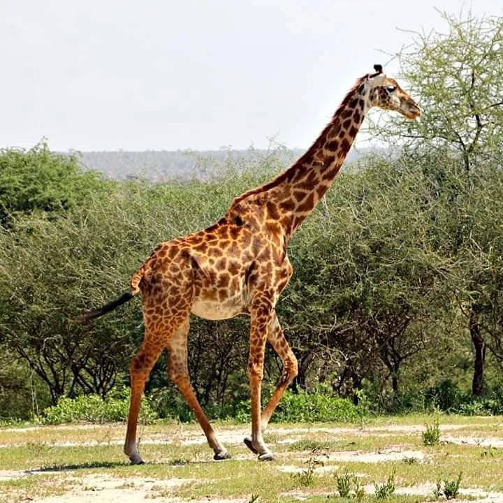 Pishon Tours and Safaris Ltd