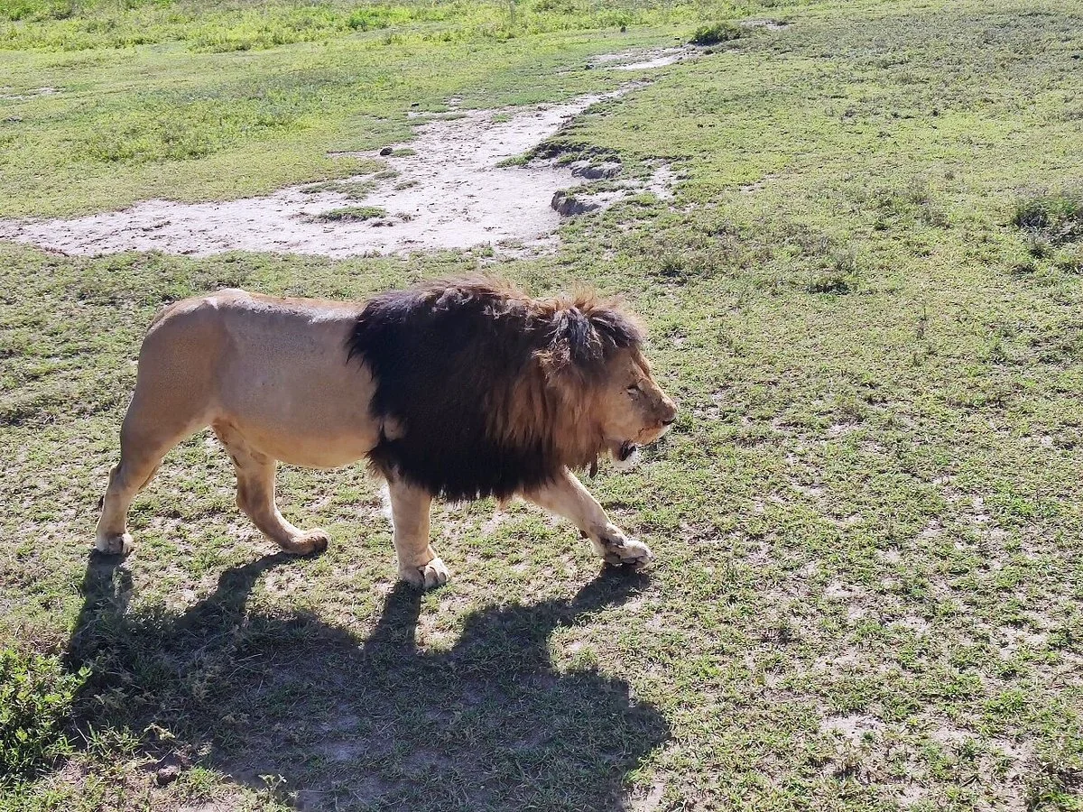 Adam Joining Safaris
