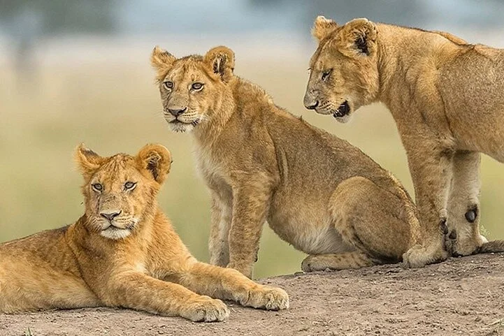 Scenic Routes Safaris​