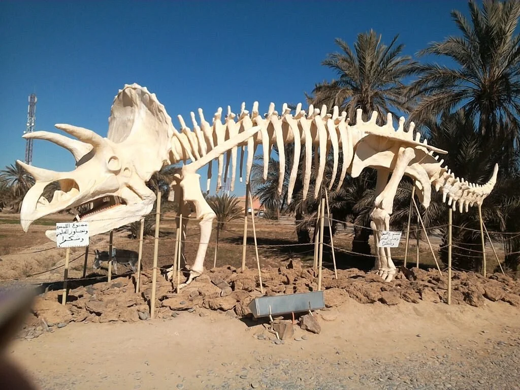 Morocco Fossil Minerals