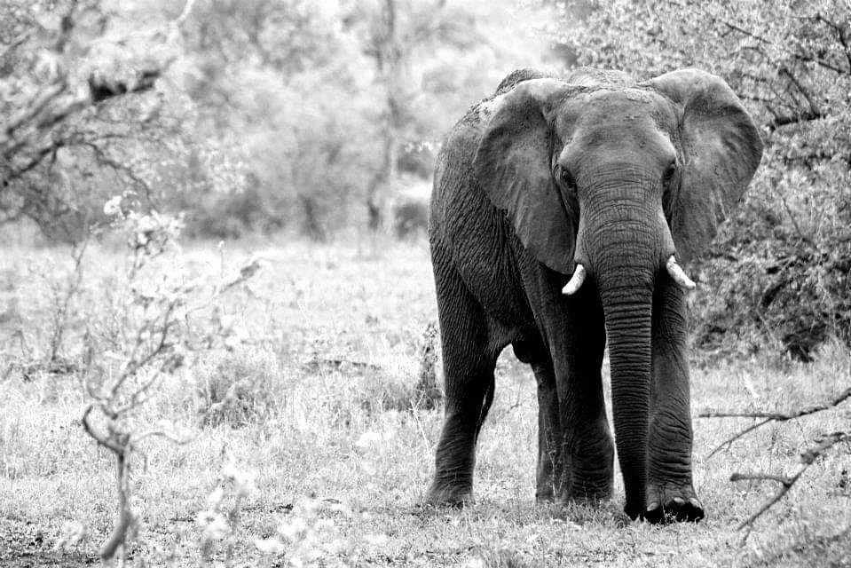 Island vibe safaris