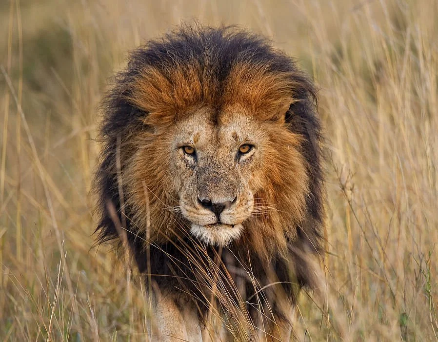 Elimun Wild Tours and Safaris