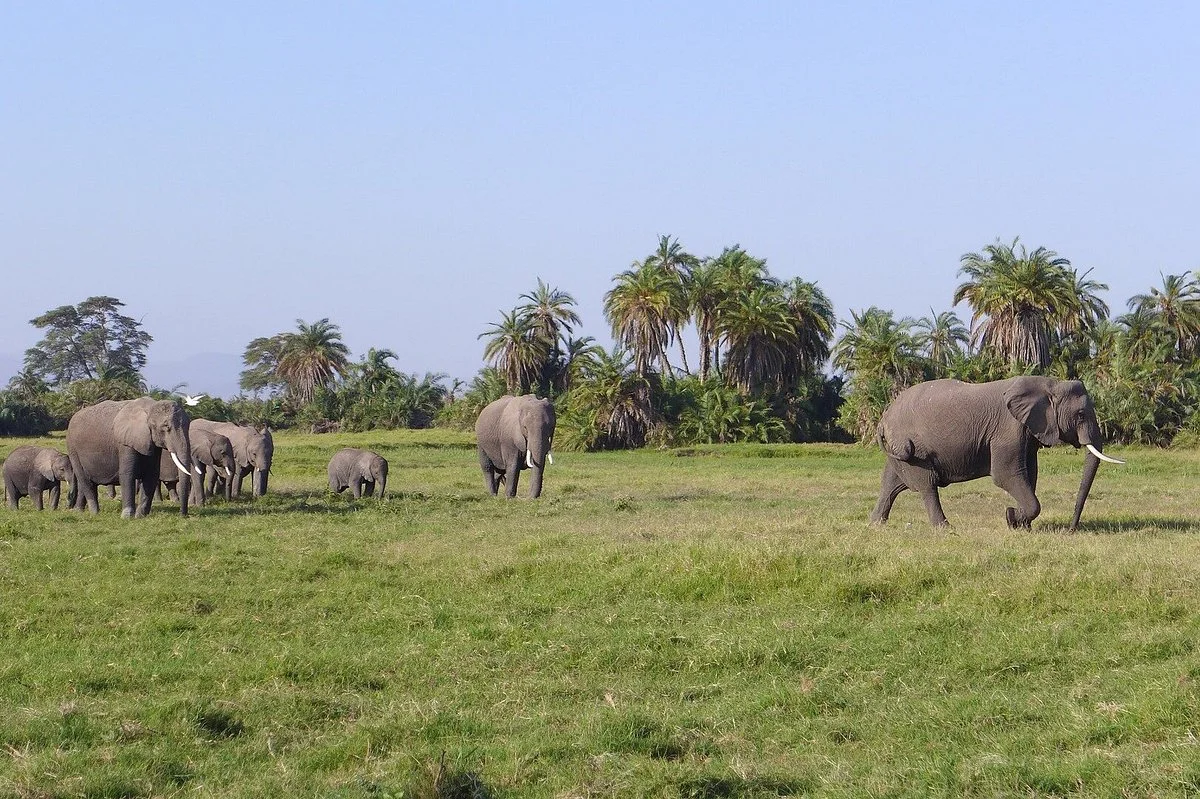 Nyungu Africa Tours