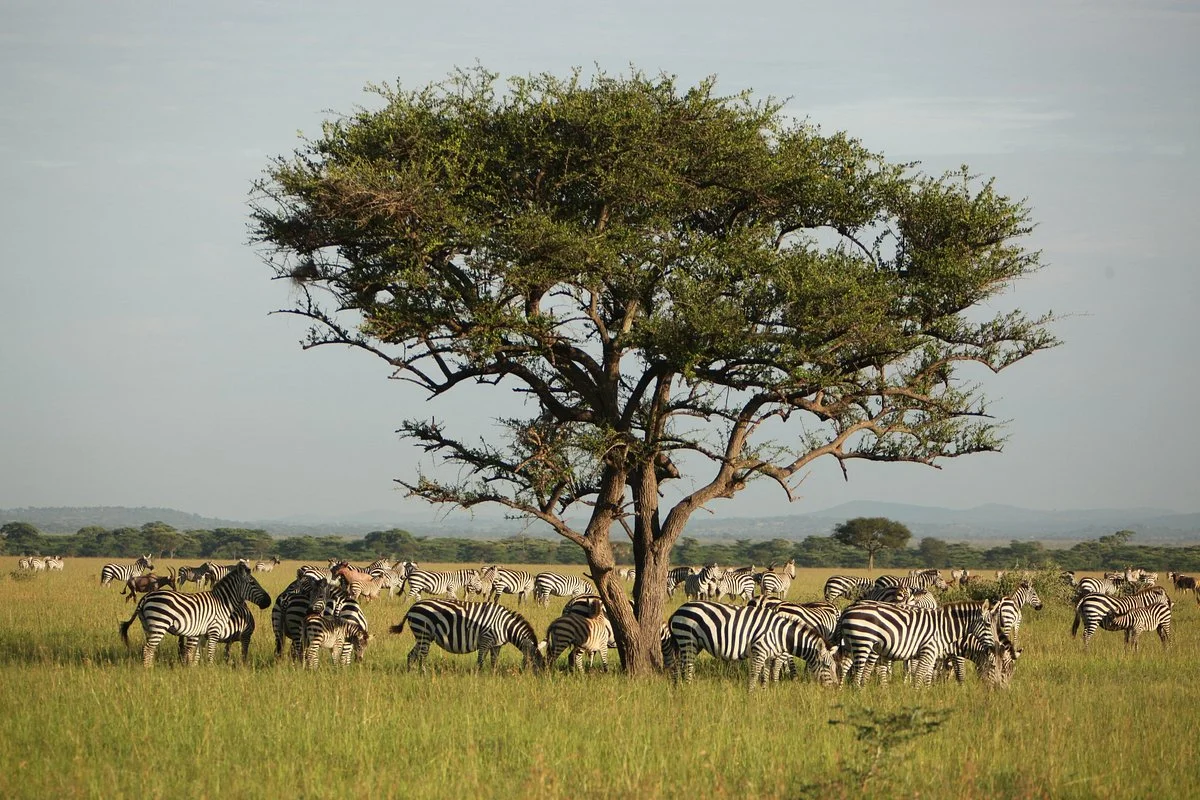 Boomerang Safaris