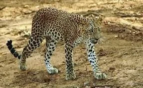 Trails of East Africa