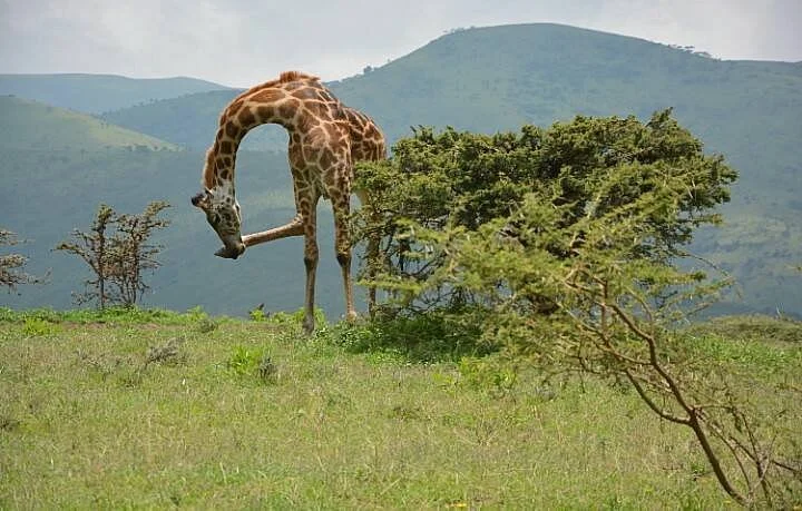 Tanzania GET Safaris
