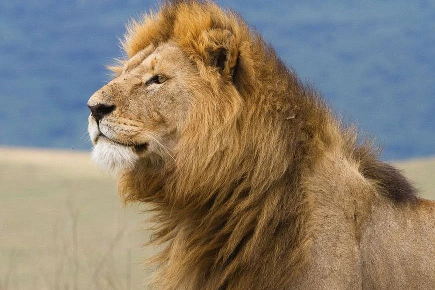 Africa Outland Tours