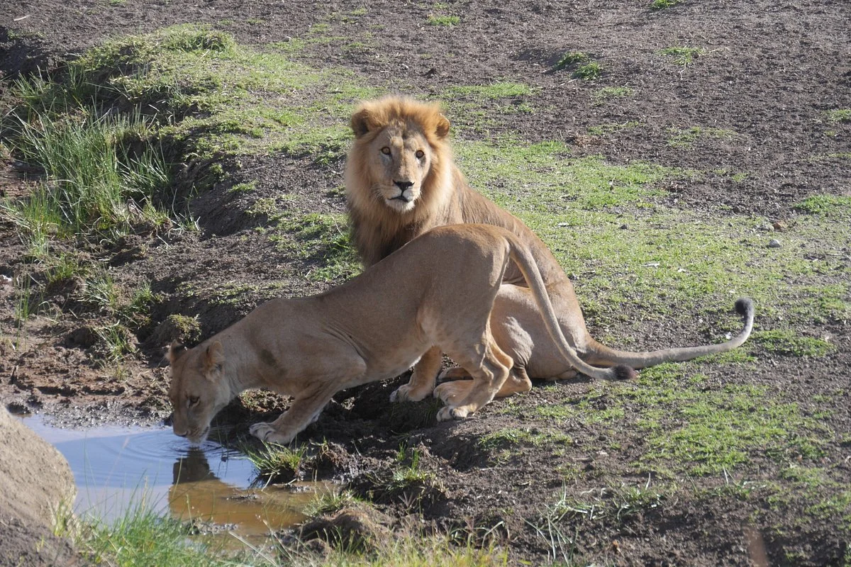 Native Tours Tanzania