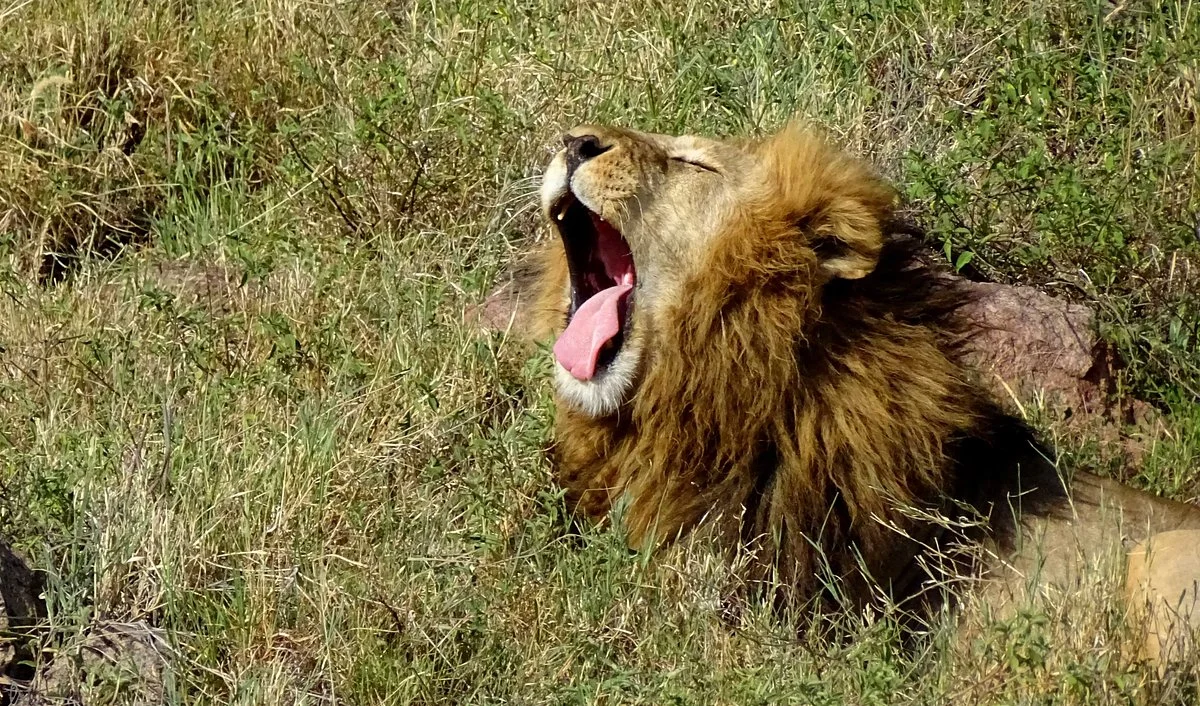 Muraa African Safaris