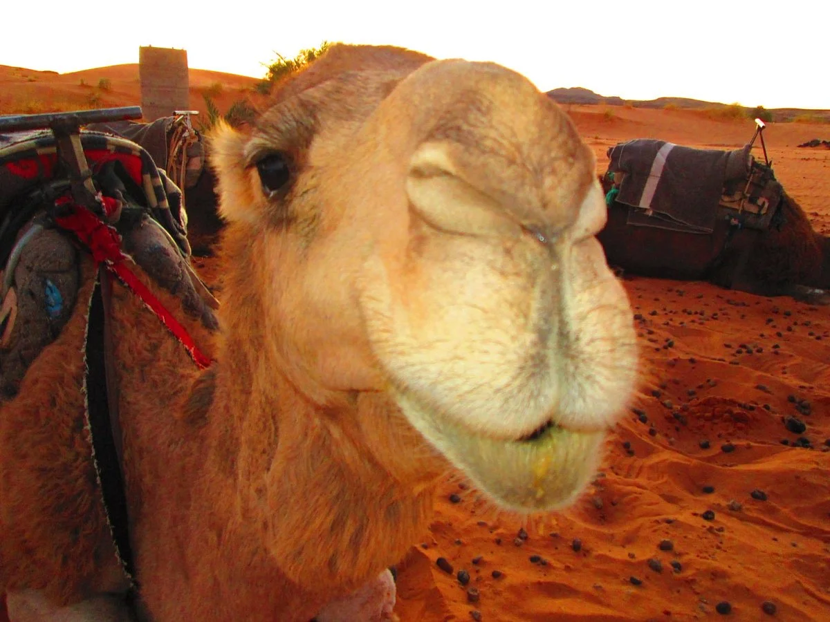 Un Viaje a Marruecos