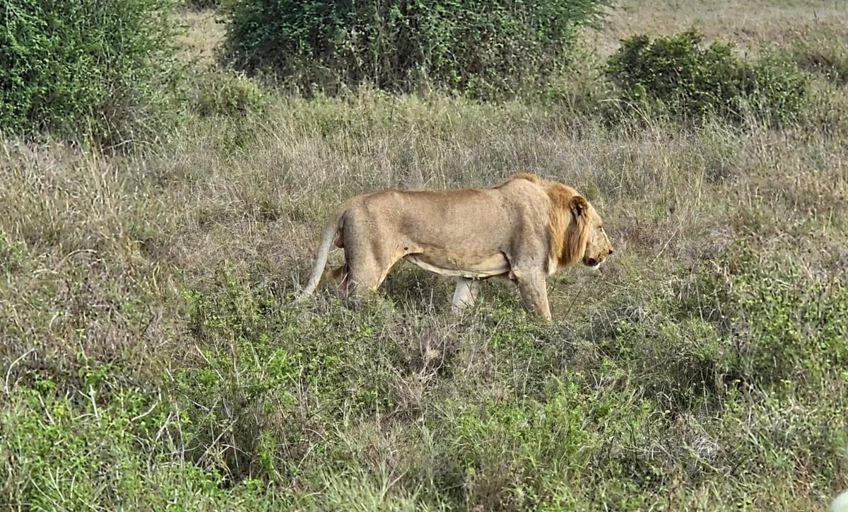 Captain Joe Safaris