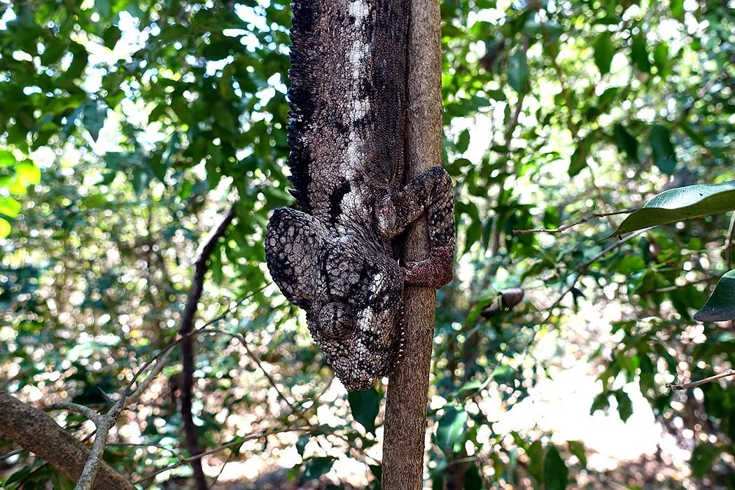 Chameleon Travels