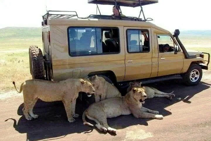 Discover Kenya Wildlife Safaris.