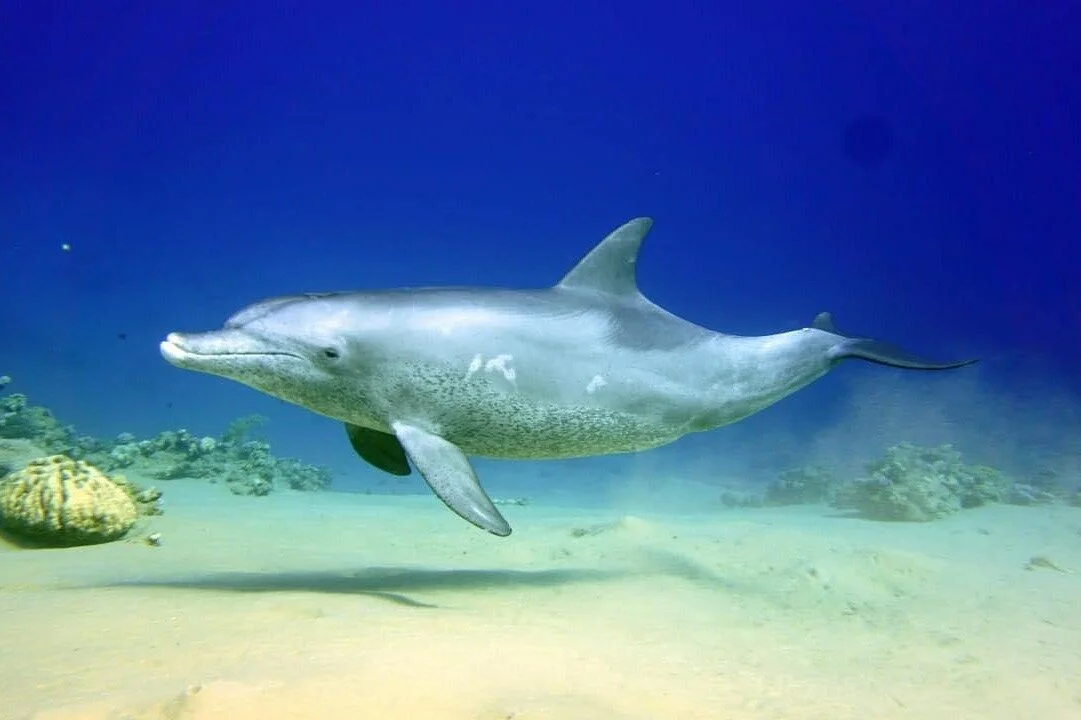 Megalodon Diving Club