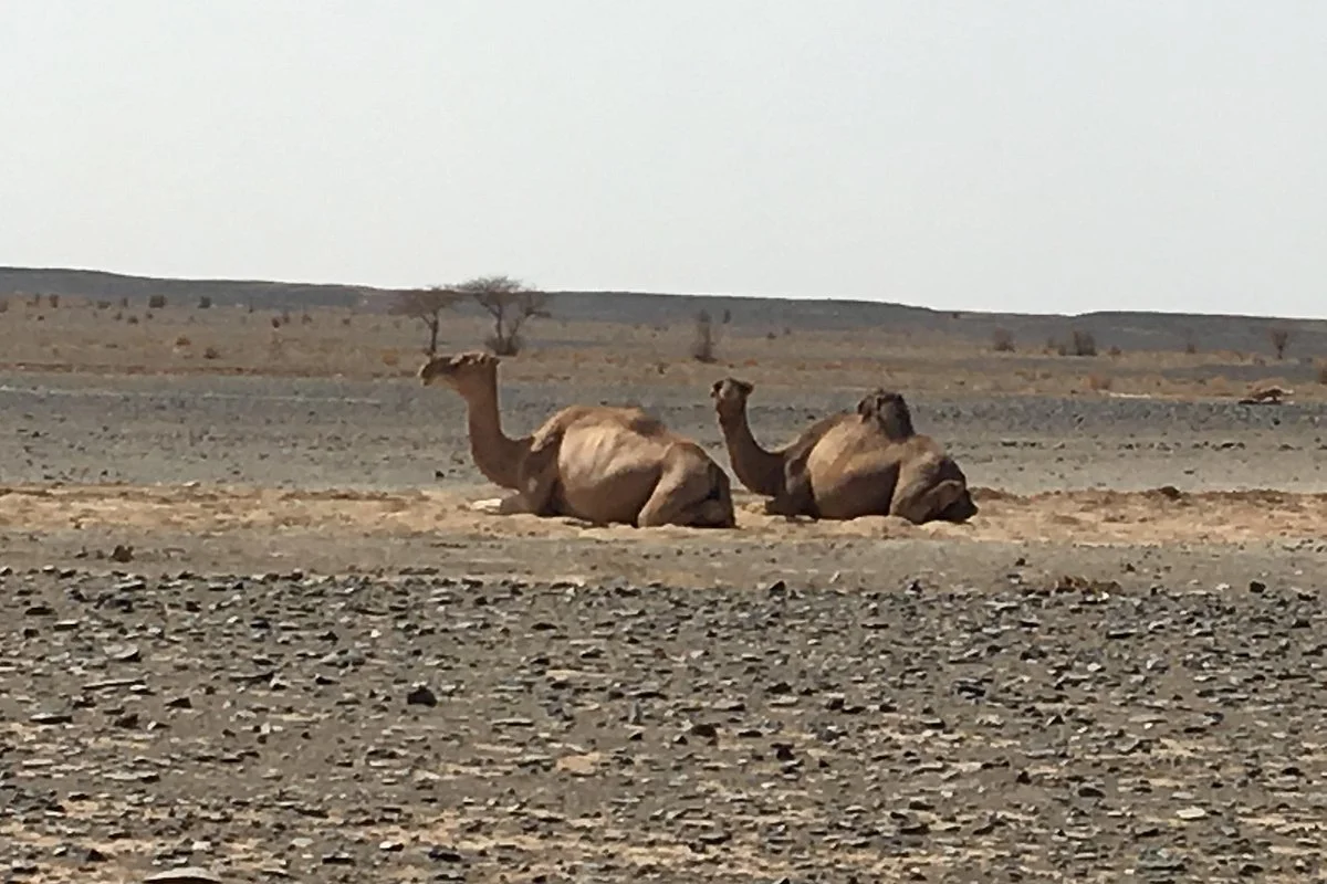 Bedouin Morocco Tours