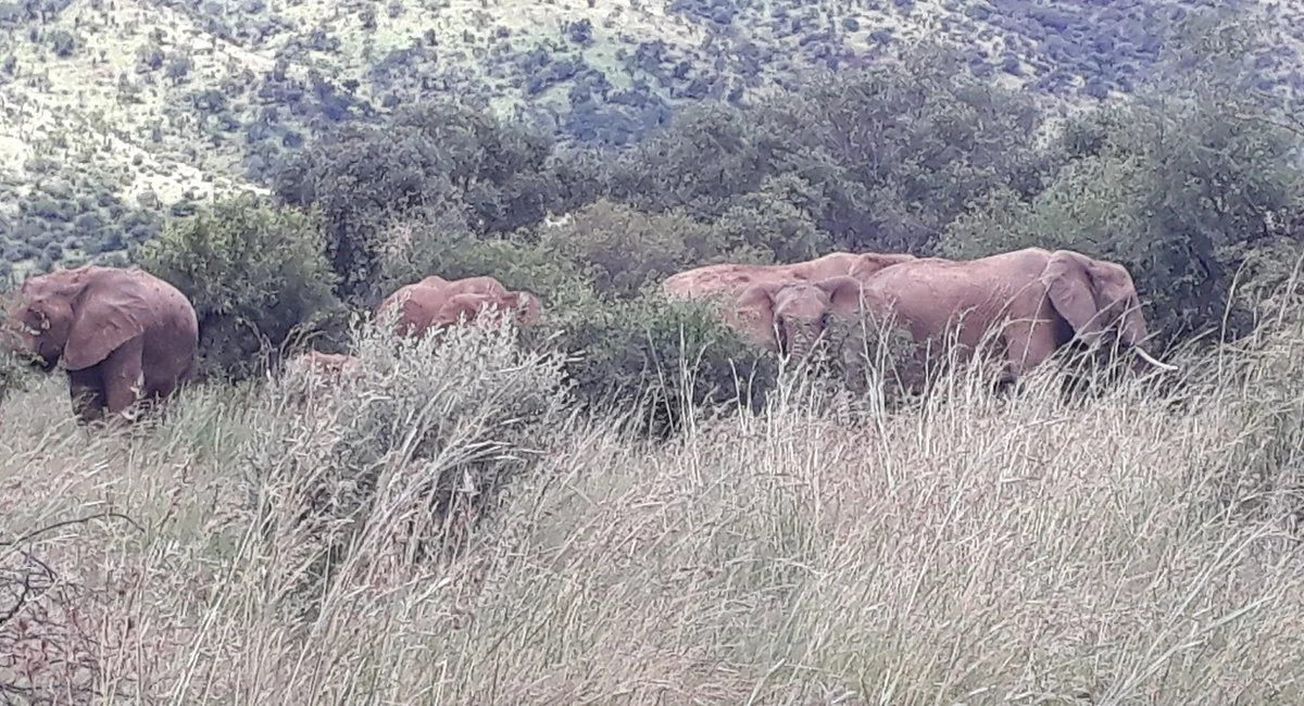 Jubulani Tours
