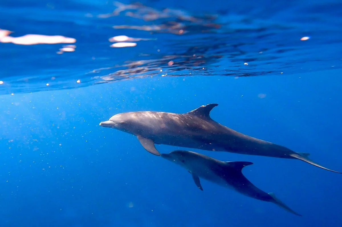 Flipper Touren