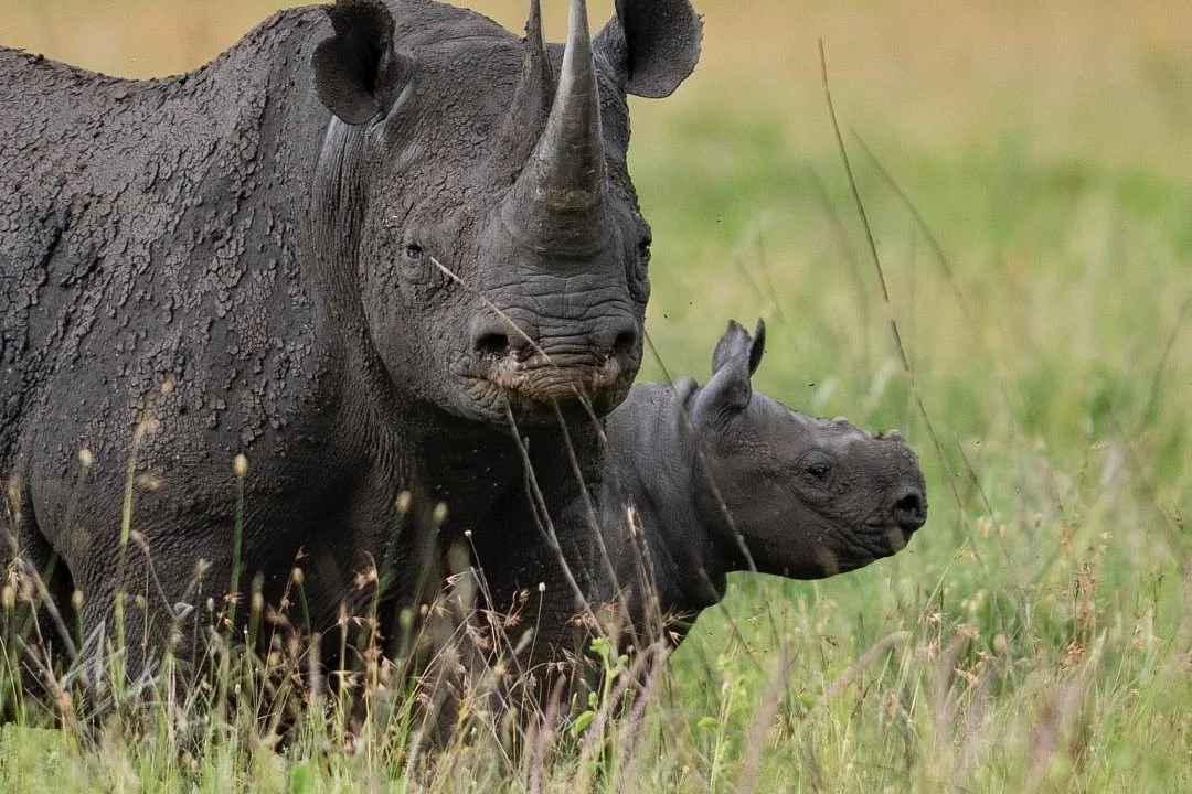 MORANI TOURS & SAFARIS LIMITED