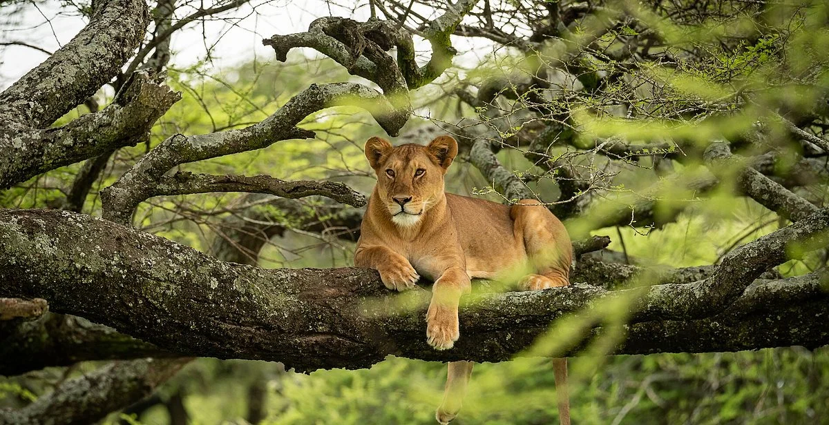 Instyle Africa Safaris