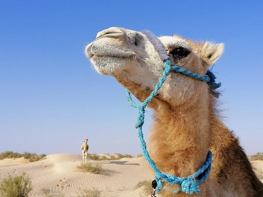 Guide Tunisie