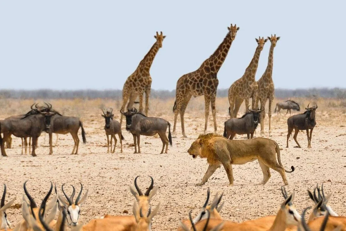 Namibia Travel Agency- Koita Executive Industries