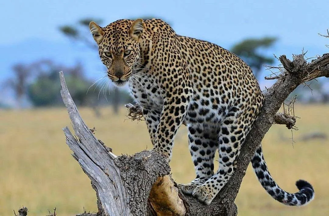African Heroes Tours