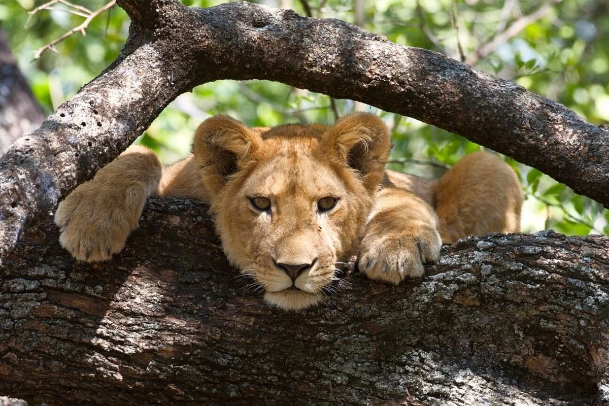 Makanga Safari