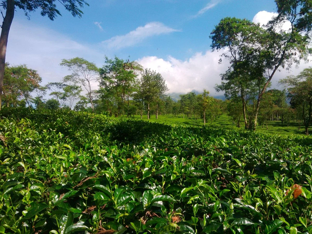 Kebun Teh Wonosari