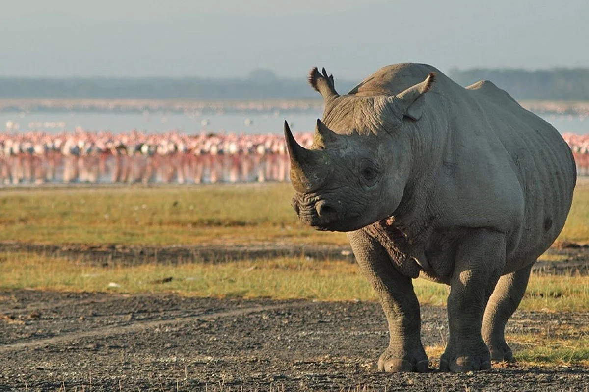 Shana Kilimanjaro Tours & Safaris