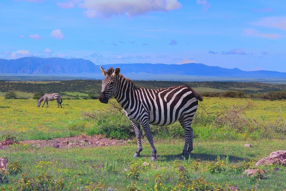 Travel With Tee Safari