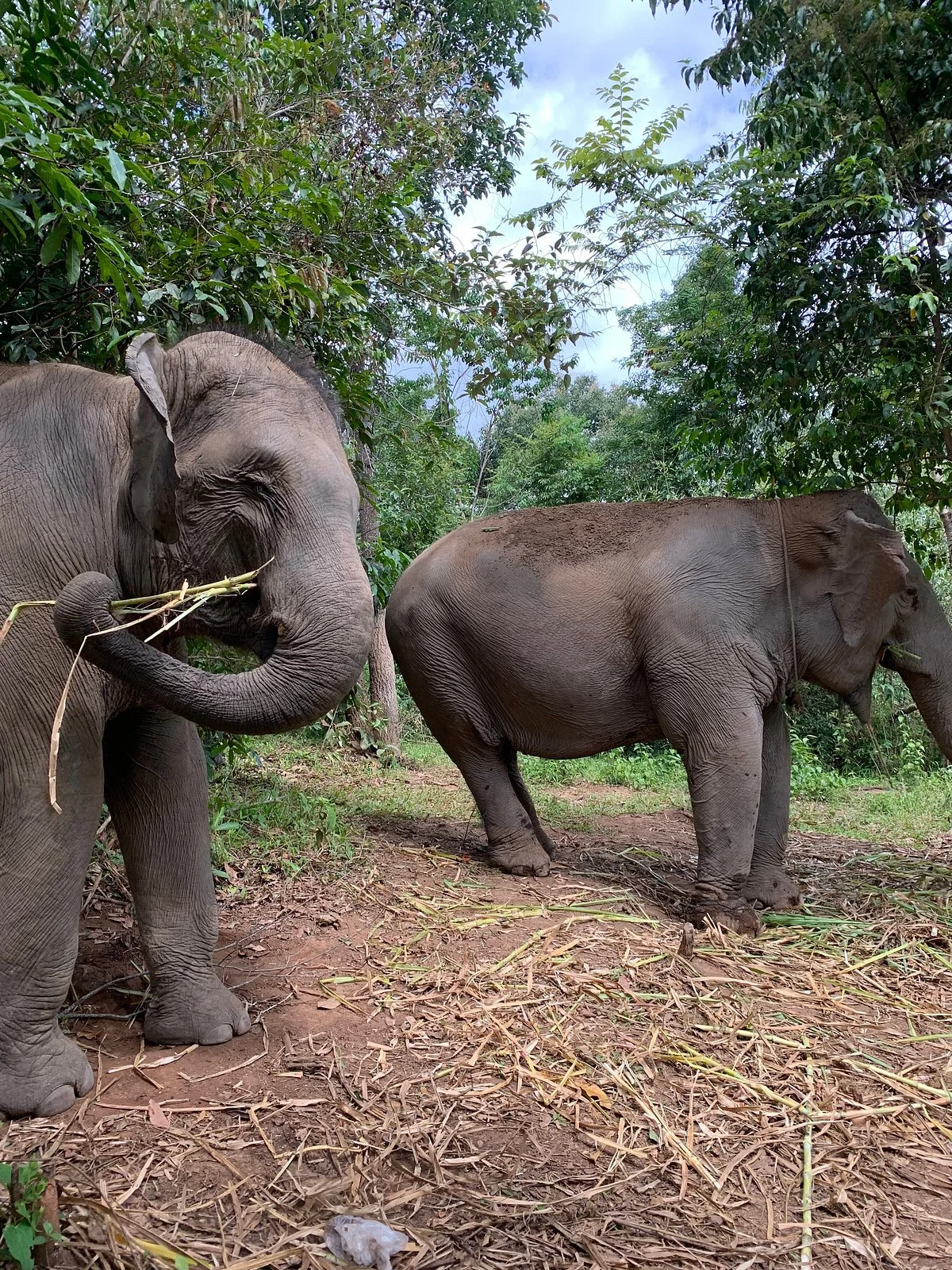 Elephant Village Sanctuary