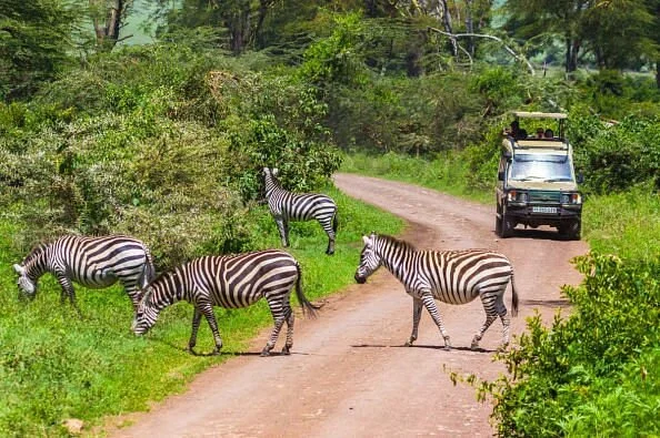 Tanzania Active Safari