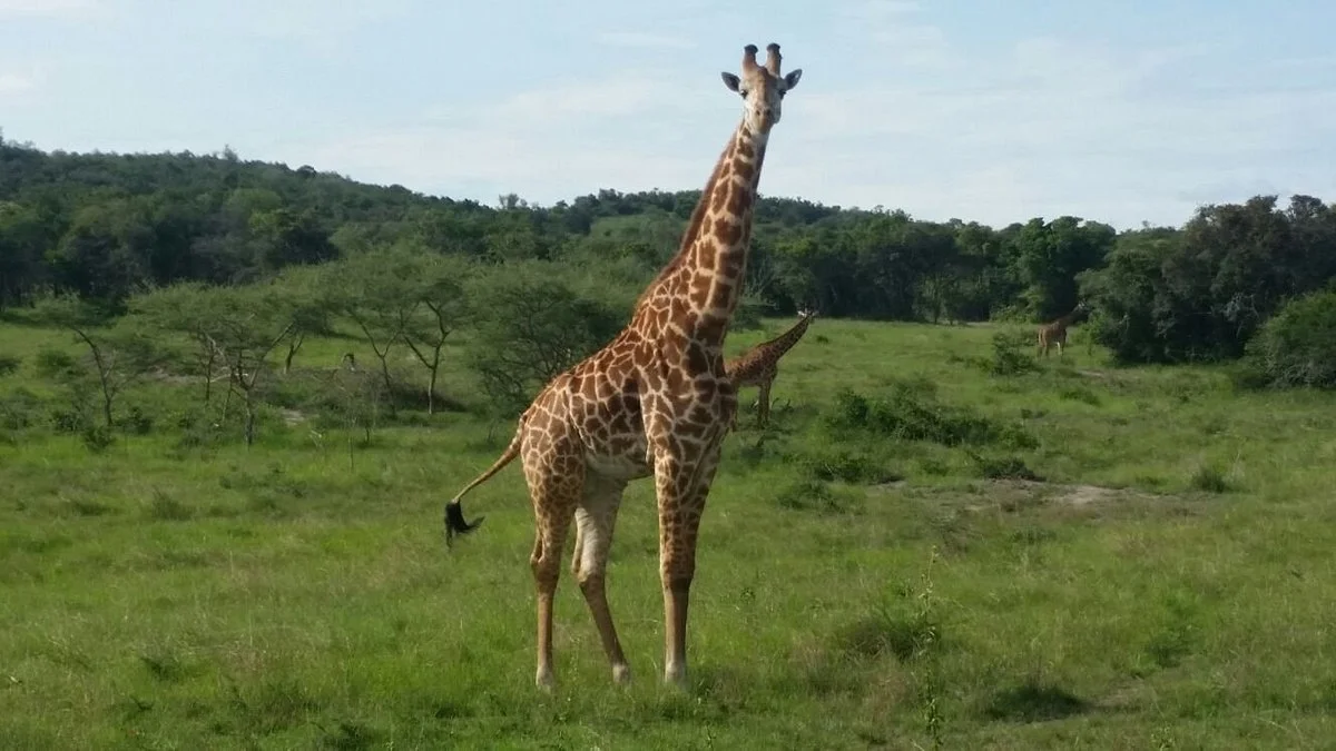 African Mountain Explorer