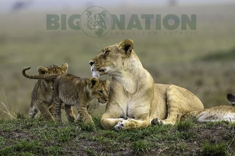 Big Nation Tours and Safaris