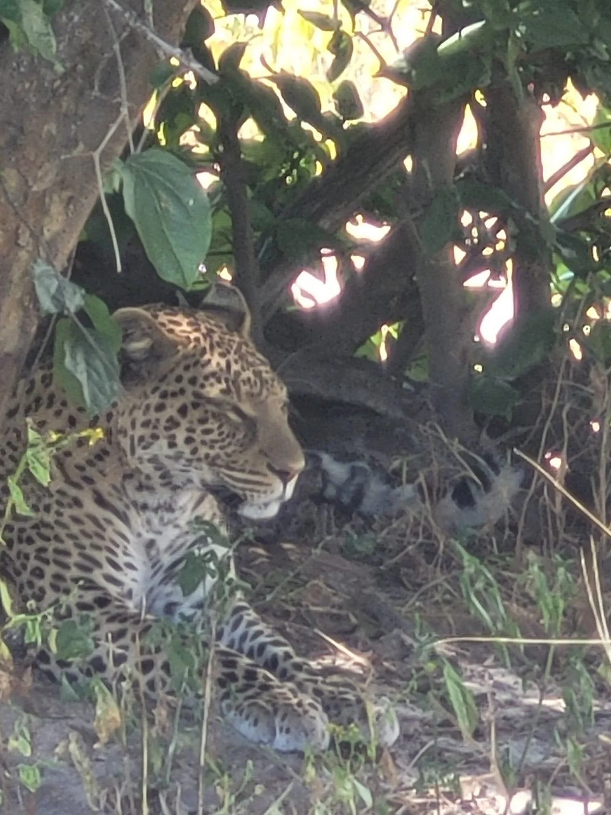 Bushtracks Botswana