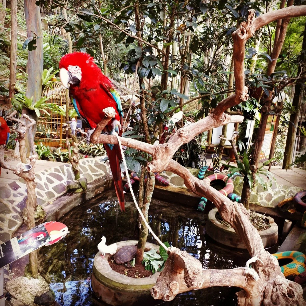 Bird And Bromelia Pavilion