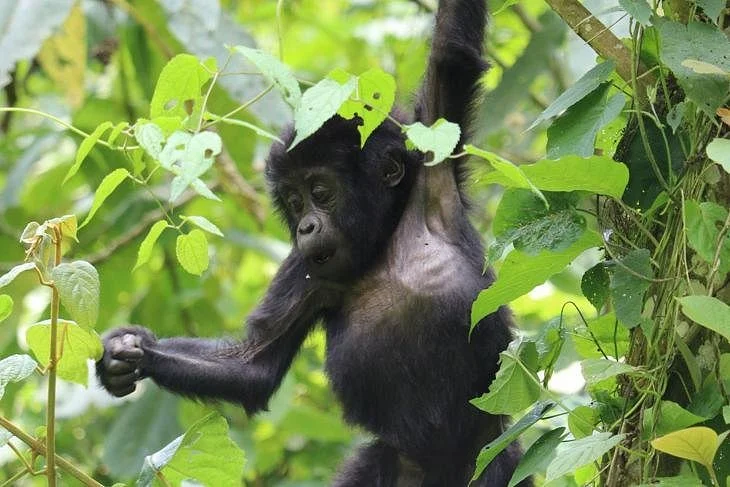 Rwanda Travel Safaris