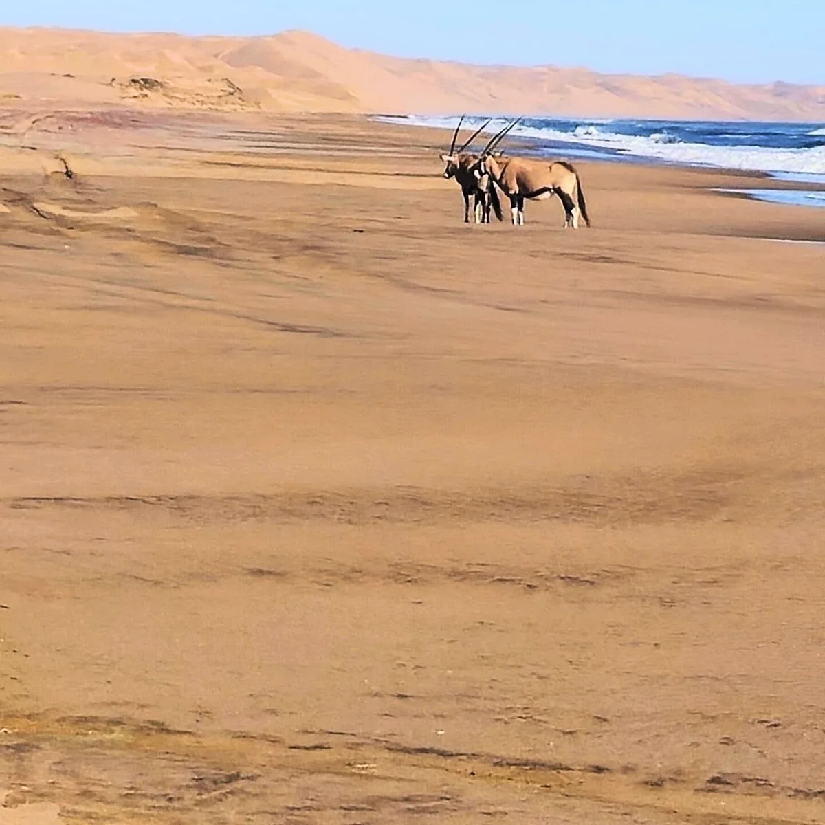 Levo Tours Dune & Desert Safaris